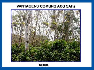 VANTAGENS COMUNS AOS SAFs




         Epífitas
 