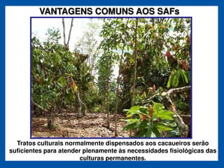 VANTAGENS COMUNS AOS SAFs




  Tratos culturais normalmente dispensados aos cacaueiros serão
suficientes para atender plenamente às necessidades fisiológicas das
                        culturas permanentes.
 