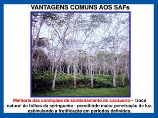 VANTAGENS COMUNS AOS SAFs




   Melhoria das condições de sombreamento do cacaueiro - troca
natural de folhas da seringueira - permitindo maior penetração de luz,
          estimulando a frutificação em períodos definidos.
 
