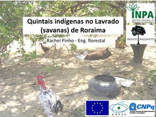 Quintais indígenas no Lavrado
    (savanas) de Roraima
      Rachel Pinho - Eng. florestal
 