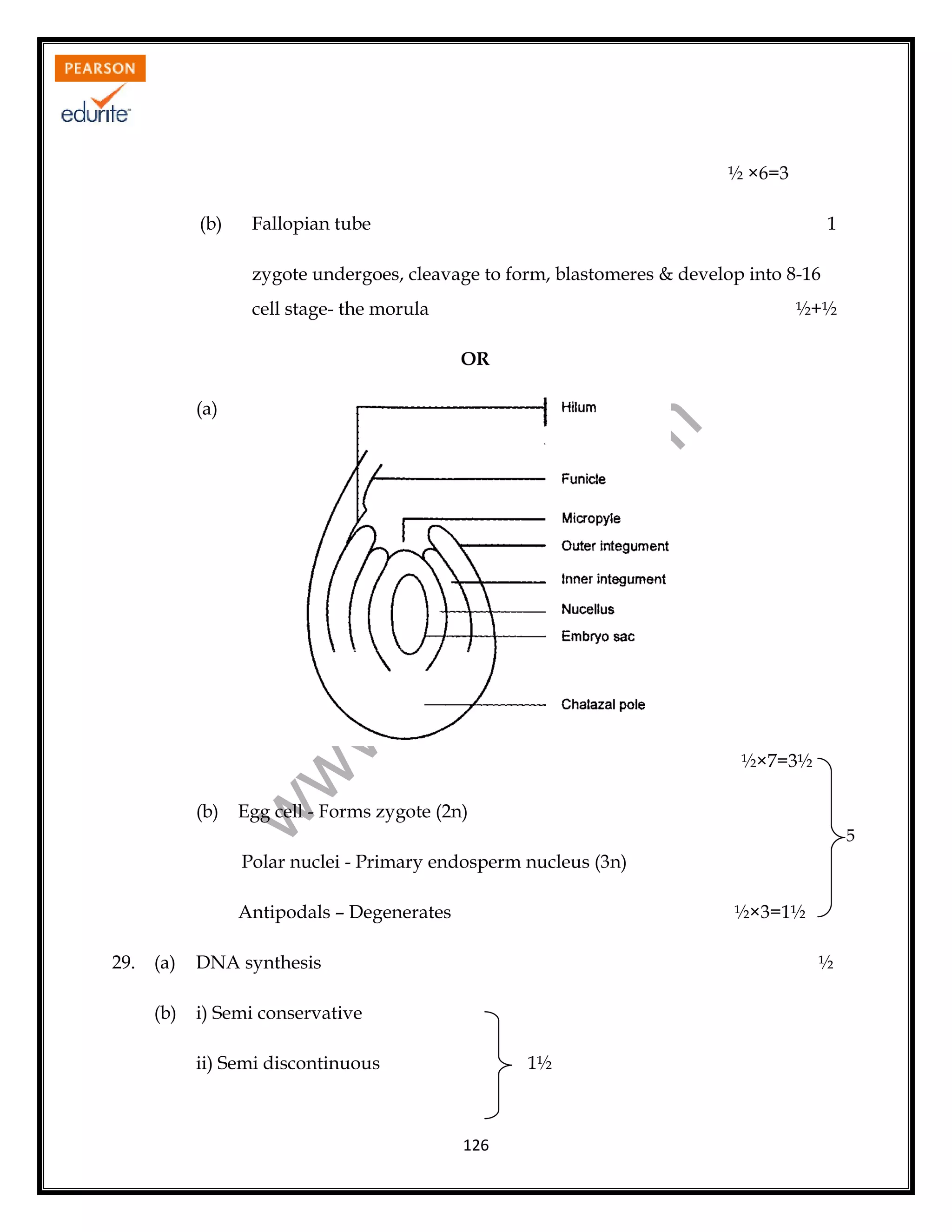 ½ ×6=3
(b)

Fallopian tube

1

zygote undergoes, cleavage to form, blastomeres & develop into 8-16
cell stage- the morula

½+½
OR

½×7=3½

Egg cell - Forms zygote (2n)

w

(b)

w
w

.e

du

rit
e.
co
m

(a)

5

Polar nuclei - Primary endosperm nucleus (3n)
Antipodals – Degenerates
29.

(a)

DNA synthesis

(b)

½×3=1½
½

i) Semi conservative
1½

ii) Semi discontinuous

126

 