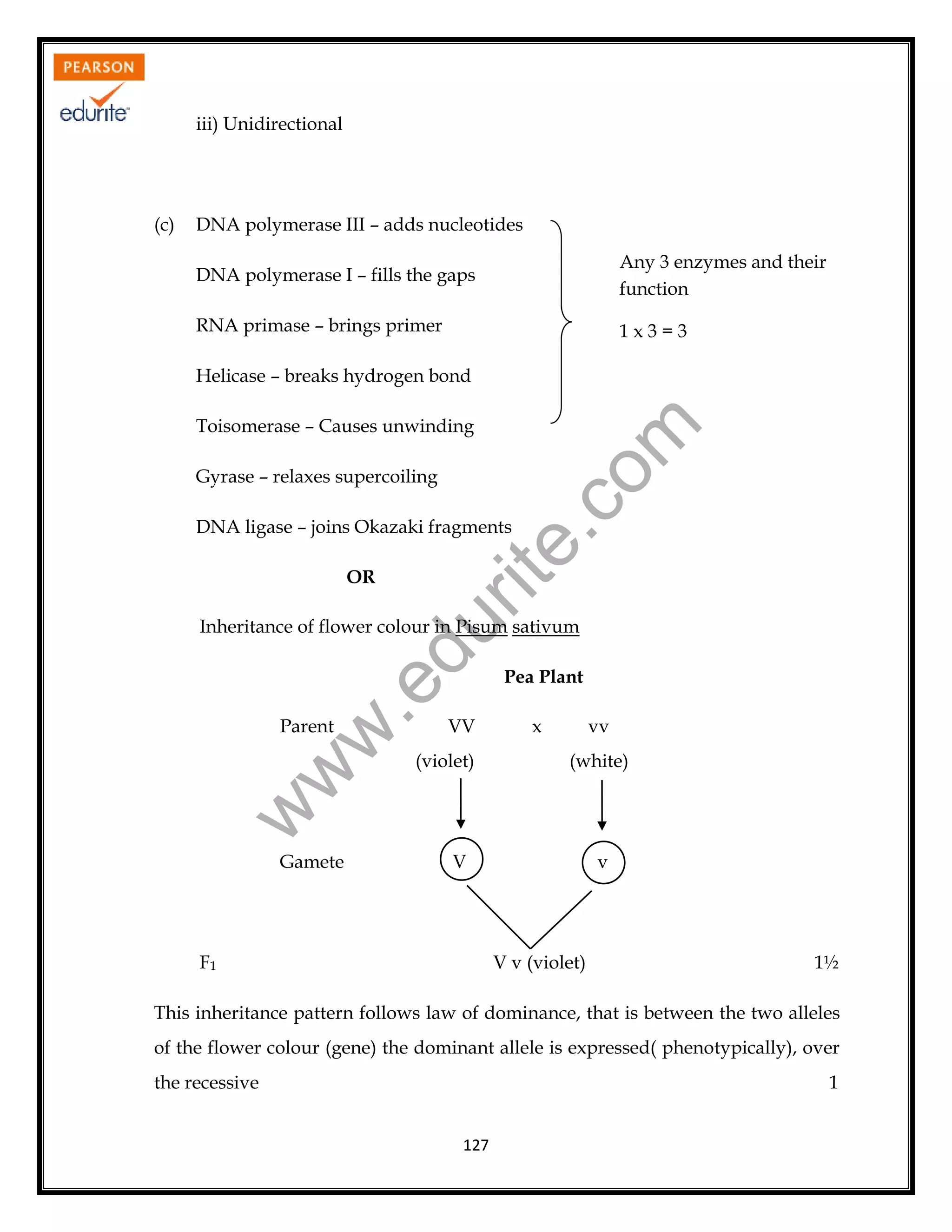 iii) Unidirectional

(c)

DNA polymerase III – adds nucleotides
DNA polymerase I – fills the gaps

Any 3 enzymes and their
function

RNA primase – brings primer

1x3=3

Helicase – breaks hydrogen bond

Gyrase – relaxes supercoiling

rit
e.
co
m

Toisomerase – Causes unwinding

DNA ligase – joins Okazaki fragments
OR

VV

(violet)

Pea Plant
x

vv
(white)

w

w
w

Parent

.e

du

Inheritance of flower colour in Pisum sativum

Gamete

V

F1

v

V v (violet)

1½

This inheritance pattern follows law of dominance, that is between the two alleles
of the flower colour (gene) the dominant allele is expressed( phenotypically), over
the recessive

1
127

 