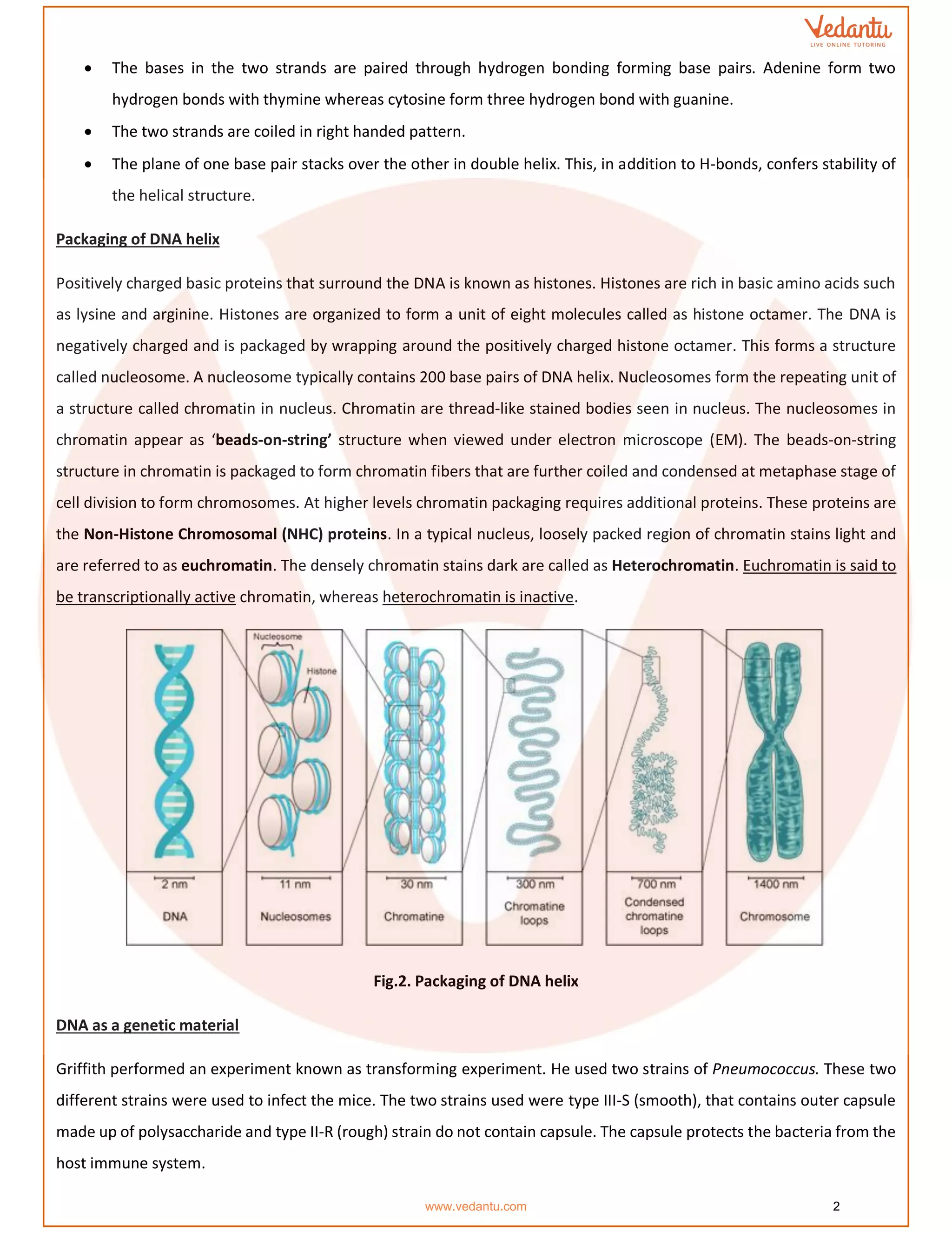 • The bases in the two strands are paired through hydrogen bonding forming base pairs. Adenine form two
hydrogen bonds with thymine whereas cytosine form three hydrogen bond with guanine.
• The two strands are coiled in right handed pattern.
• The plane of one base pair stacks over the other in double helix. This, in addition to H-bonds, confers stability of
the helical structure.
Packaging of DNA helix
Positively charged basic proteins that surround the DNA is known as histones. Histones are rich in basic amino acids such
as lysine and arginine. Histones are organized to form a unit of eight molecules called as histone octamer. The DNA is
negatively charged and is packaged by wrapping around the positively charged histone octamer. This forms a structure
called nucleosome. A nucleosome typically contains 200 base pairs of DNA helix. Nucleosomes form the repeating unit of
a structure called chromatin in nucleus. Chromatin are thread-like stained bodies seen in nucleus. The nucleosomes in
chromatin appear as ‘beads-on-string’ structure when viewed under electron microscope (EM). The beads-on-string
structure in chromatin is packaged to form chromatin fibers that are further coiled and condensed at metaphase stage of
cell division to form chromosomes. At higher levels chromatin packaging requires additional proteins. These proteins are
the Non-Histone Chromosomal (NHC) proteins. In a typical nucleus, loosely packed region of chromatin stains light and
are referred to as euchromatin. The densely chromatin stains dark are called as Heterochromatin. Euchromatin is said to
be transcriptionally active chromatin, whereas heterochromatin is inactive.
Fig.2. Packaging of DNA helix
DNA as a genetic material
Griffith performed an experiment known as transforming experiment. He used two strains of Pneumococcus. These two
different strains were used to infect the mice. The two strains used were type III-S (smooth), that contains outer capsule
made up of polysaccharide and type II-R (rough) strain do not contain capsule. The capsule protects the bacteria from the
host immune system.
www.vedantu.com 2
 