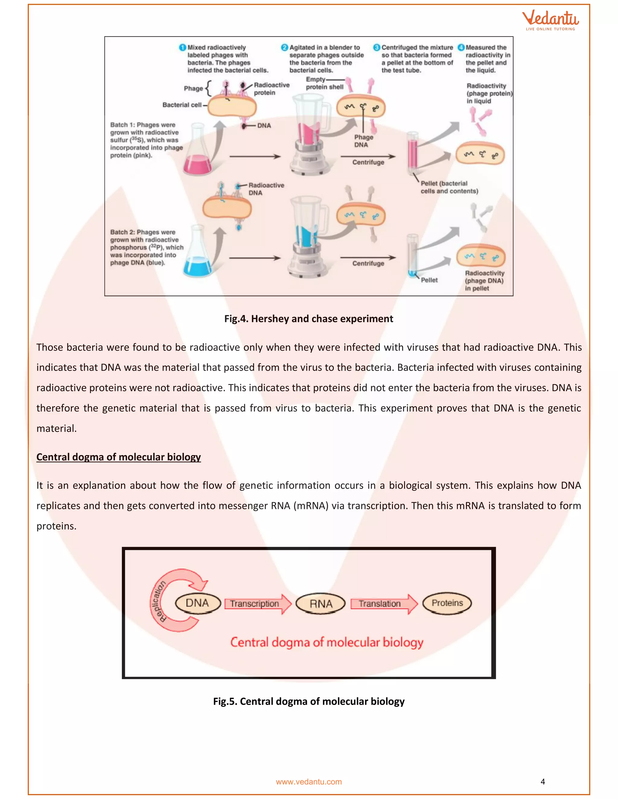 Fig.4. Hershey and chase experiment
Those bacteria were found to be radioactive only when they were infected with viruses that had radioactive DNA. This
indicates that DNA was the material that passed from the virus to the bacteria. Bacteria infected with viruses containing
radioactive proteins were not radioactive. This indicates that proteins did not enter the bacteria from the viruses. DNA is
therefore the genetic material that is passed from virus to bacteria. This experiment proves that DNA is the genetic
material.
Central dogma of molecular biology
It is an explanation about how the flow of genetic information occurs in a biological system. This explains how DNA
replicates and then gets converted into messenger RNA (mRNA) via transcription. Then this mRNA is translated to form
proteins.
Fig.5. Central dogma of molecular biology
www.vedantu.com 4
 