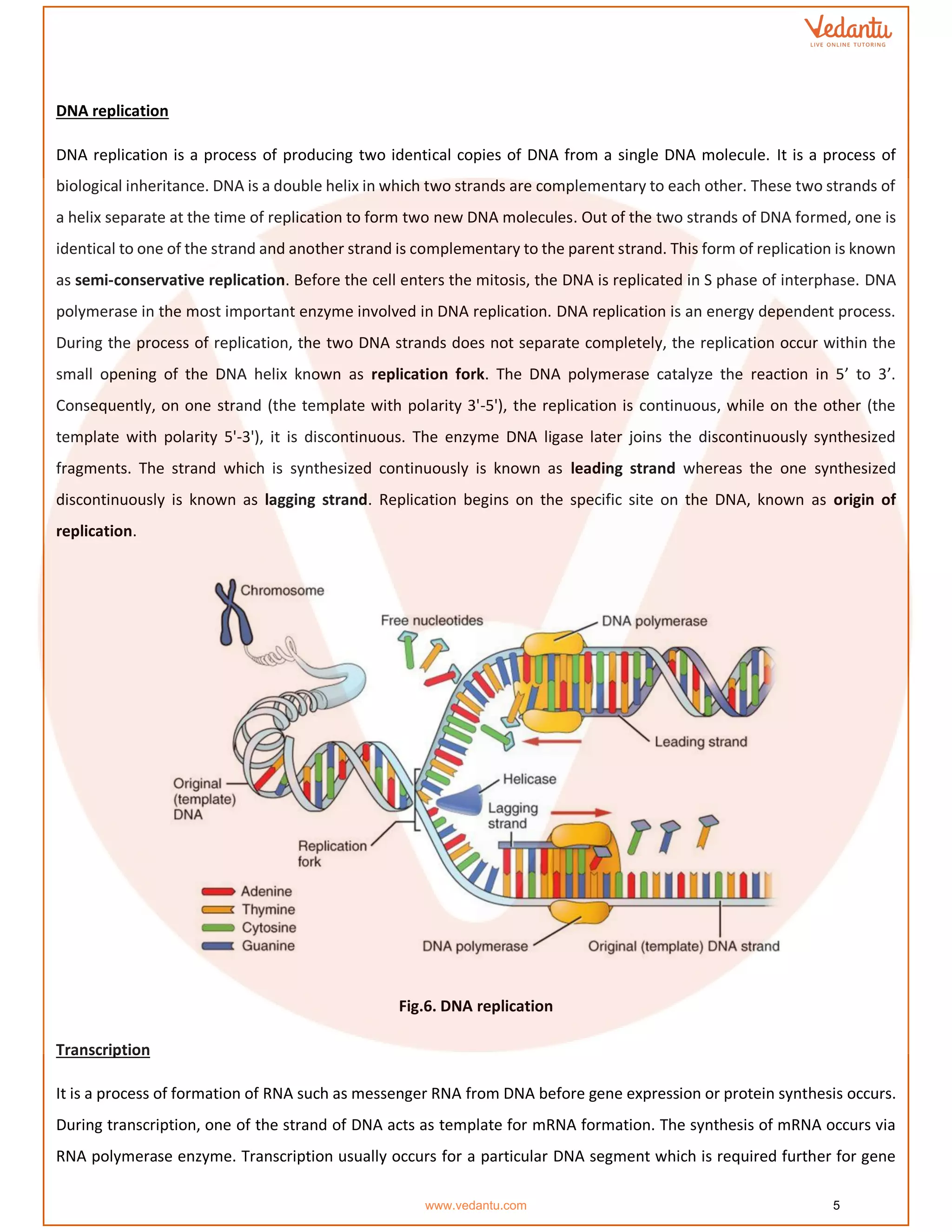 DNA replication
DNA replication is a process of producing two identical copies of DNA from a single DNA molecule. It is a process of
biological inheritance. DNA is a double helix in which two strands are complementary to each other. These two strands of
a helix separate at the time of replication to form two new DNA molecules. Out of the two strands of DNA formed, one is
identical to one of the strand and another strand is complementary to the parent strand. This form of replication is known
as semi-conservative replication. Before the cell enters the mitosis, the DNA is replicated in S phase of interphase. DNA
polymerase in the most important enzyme involved in DNA replication. DNA replication is an energy dependent process.
During the process of replication, the two DNA strands does not separate completely, the replication occur within the
small opening of the DNA helix known as replication fork. The DNA polymerase catalyze the reaction in 5’ to 3’.
Consequently, on one strand (the template with polarity 3'-5'), the replication is continuous, while on the other (the
template with polarity 5'-3'), it is discontinuous. The enzyme DNA ligase later joins the discontinuously synthesized
fragments. The strand which is synthesized continuously is known as leading strand whereas the one synthesized
discontinuously is known as lagging strand. Replication begins on the specific site on the DNA, known as origin of
replication.
Fig.6. DNA replication
Transcription
It is a process of formation of RNA such as messenger RNA from DNA before gene expression or protein synthesis occurs.
During transcription, one of the strand of DNA acts as template for mRNA formation. The synthesis of mRNA occurs via
RNA polymerase enzyme. Transcription usually occurs for a particular DNA segment which is required further for gene
www.vedantu.com 5
 