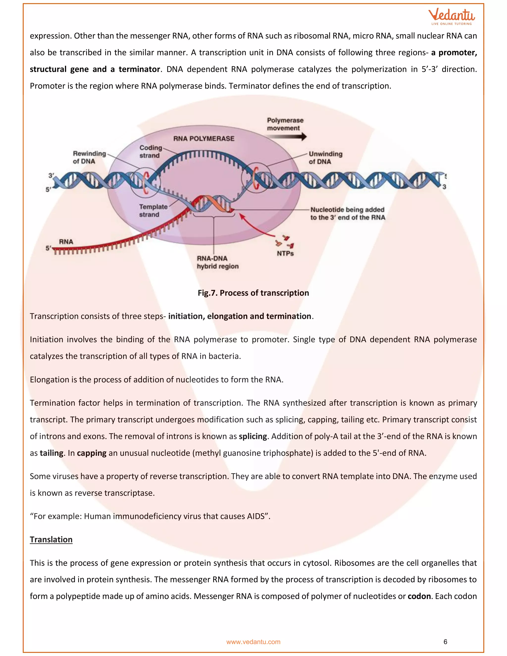 expression. Other than the messenger RNA, other forms of RNA such as ribosomal RNA, micro RNA, small nuclear RNA can
also be transcribed in the similar manner. A transcription unit in DNA consists of following three regions- a promoter,
structural gene and a terminator. DNA dependent RNA polymerase catalyzes the polymerization in 5’-3’ direction.
Promoter is the region where RNA polymerase binds. Terminator defines the end of transcription.
Fig.7. Process of transcription
Transcription consists of three steps- initiation, elongation and termination.
Initiation involves the binding of the RNA polymerase to promoter. Single type of DNA dependent RNA polymerase
catalyzes the transcription of all types of RNA in bacteria.
Elongation is the process of addition of nucleotides to form the RNA.
Termination factor helps in termination of transcription. The RNA synthesized after transcription is known as primary
transcript. The primary transcript undergoes modification such as splicing, capping, tailing etc. Primary transcript consist
of introns and exons. The removal of introns is known as splicing. Addition of poly-A tail at the 3’-end of the RNA is known
as tailing. In capping an unusual nucleotide (methyl guanosine triphosphate) is added to the 5'-end of RNA.
Some viruses have a property of reverse transcription. They are able to convert RNA template into DNA. The enzyme used
is known as reverse transcriptase.
“For example: Human immunodeficiency virus that causes AIDS”.
Translation
This is the process of gene expression or protein synthesis that occurs in cytosol. Ribosomes are the cell organelles that
are involved in protein synthesis. The messenger RNA formed by the process of transcription is decoded by ribosomes to
form a polypeptide made up of amino acids. Messenger RNA is composed of polymer of nucleotides or codon. Each codon
www.vedantu.com 6
 