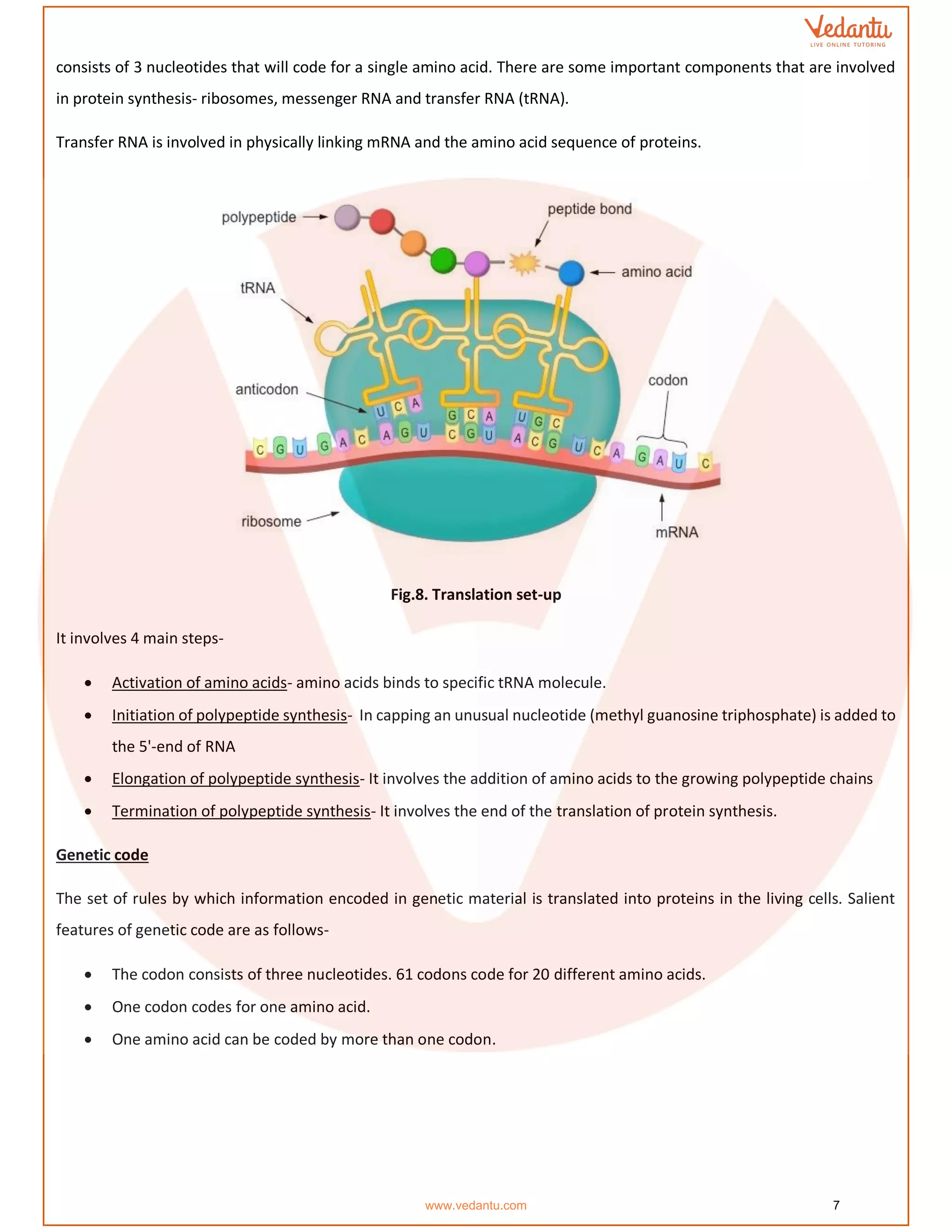 consists of 3 nucleotides that will code for a single amino acid. There are some important components that are involved
in protein synthesis- ribosomes, messenger RNA and transfer RNA (tRNA).
Transfer RNA is involved in physically linking mRNA and the amino acid sequence of proteins.
Fig.8. Translation set-up
It involves 4 main steps-
• Activation of amino acids- amino acids binds to specific tRNA molecule.
• Initiation of polypeptide synthesis- In capping an unusual nucleotide (methyl guanosine triphosphate) is added to
the 5'-end of RNA
• Elongation of polypeptide synthesis- It involves the addition of amino acids to the growing polypeptide chains
• Termination of polypeptide synthesis- It involves the end of the translation of protein synthesis.
Genetic code
The set of rules by which information encoded in genetic material is translated into proteins in the living cells. Salient
features of genetic code are as follows-
• The codon consists of three nucleotides. 61 codons code for 20 different amino acids.
• One codon codes for one amino acid.
• One amino acid can be coded by more than one codon.
www.vedantu.com 7
 