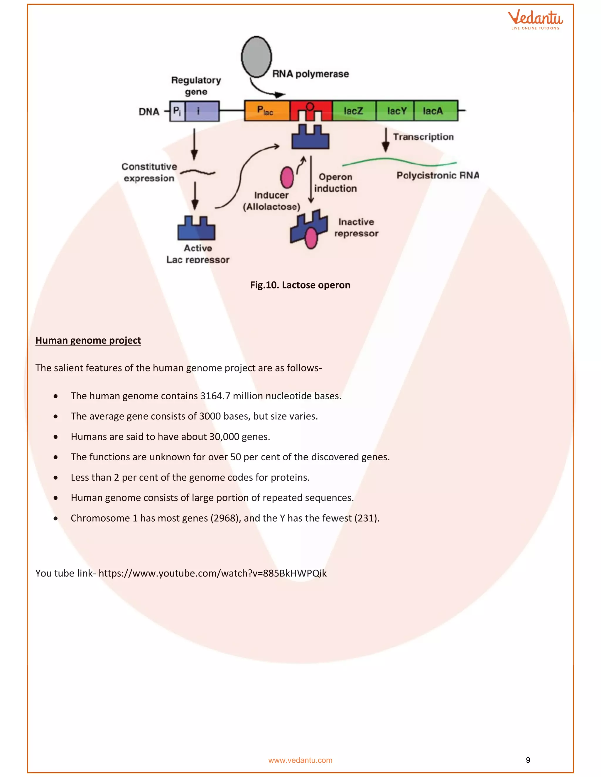 Fig.10. Lactose operon
Human genome project
The salient features of the human genome project are as follows-
• The human genome contains 3164.7 million nucleotide bases.
• The average gene consists of 3000 bases, but size varies.
• Humans are said to have about 30,000 genes.
• The functions are unknown for over 50 per cent of the discovered genes.
• Less than 2 per cent of the genome codes for proteins.
• Human genome consists of large portion of repeated sequences.
• Chromosome 1 has most genes (2968), and the Y has the fewest (231).
You tube link- https://www.youtube.com/watch?v=885BkHWPQik
www.vedantu.com 9
 