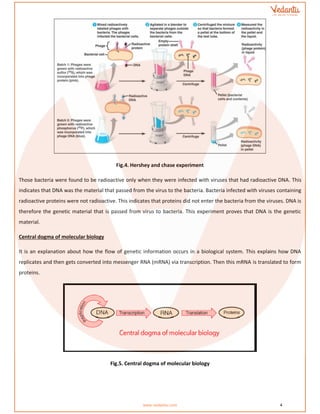 CBSE Class 12 Biology Chapter 6 revision notes of Molecular basis of inheritance
