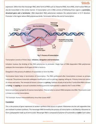 CBSE Class 12 Biology Chapter 6 revision notes of Molecular basis of inheritance