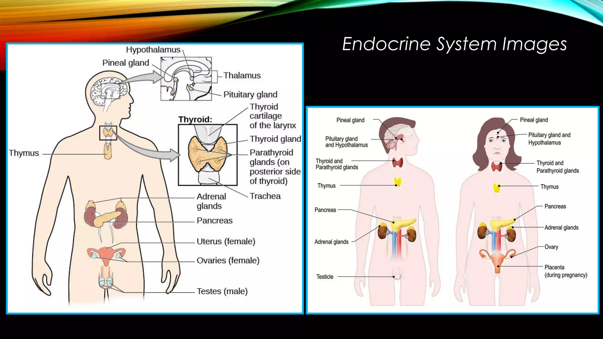 Endocrine System Images
 