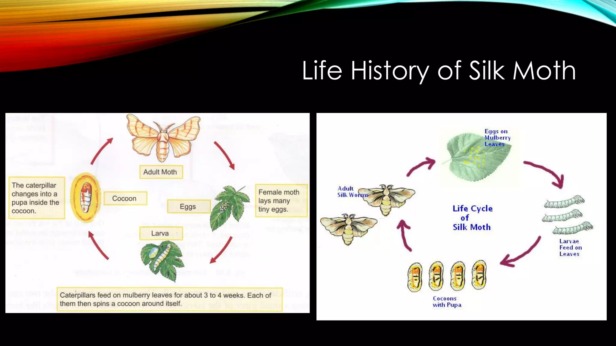 Life History of Silk Moth
 