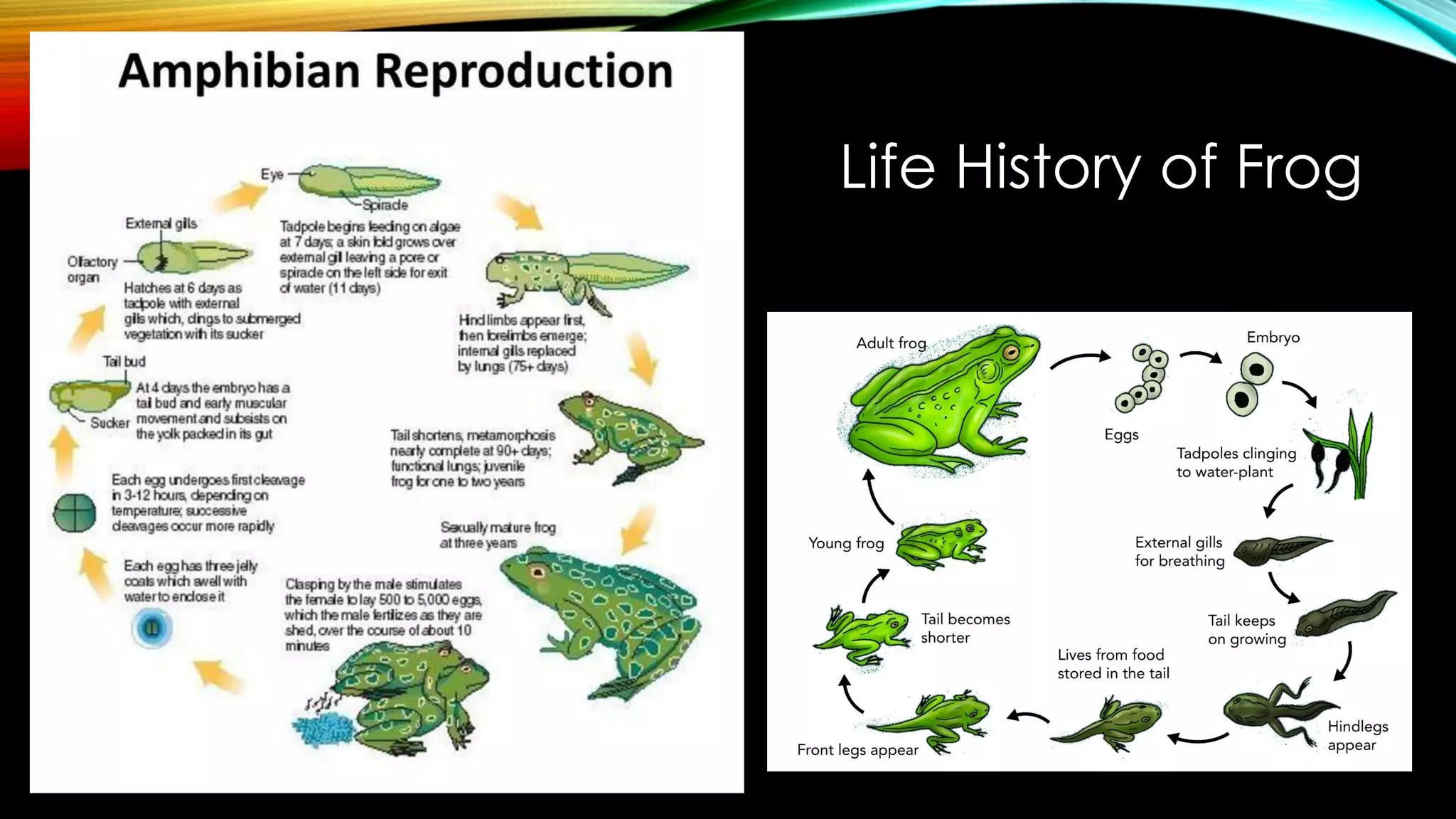 Life History of Frog
 