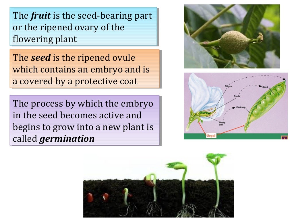 Cbse grade 7 chapter 11 reproduction in plants