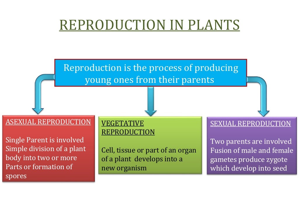 Cbse grade 7 chapter 11 reproduction in plants