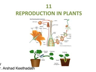 11
REPRODUCTION IN PLANTS
y
r. Arshad Keethadath
 