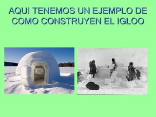AQUI TENEMOS UN EJEMPLO DEAQUI TENEMOS UN EJEMPLO DE
COMO CONSTRUYEN EL IGLOOCOMO CONSTRUYEN EL IGLOO
 