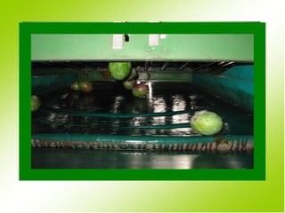 Fresh fruit and vegetable quality and safety | PPT