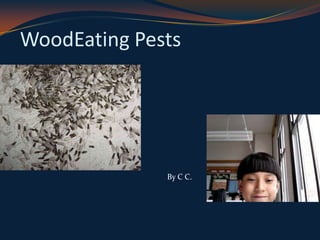 WoodEating Pests By C C. 