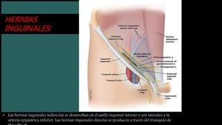 HERNIAS
INGUINALES:
• Las hernias inguinales indirectas se desarrollan en el anillo inguinal interno y son laterales a la
arteria epigástrica inferior. Las hernias inguinales directas se producen a través del triángulo de
 