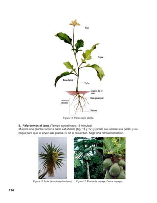 114
Figura 11. Izote (Yucca elephantipes). Figura 12. Planta de papaya (Carica papaya).
Figura 10. Partes de la planta.
9. Reforcemos el tema (Tiempo aproximado: 45 minutos)
Muestre una planta común a cada estudiante (Fig. 11 y 12) y pídale que señale sus partes y ex-
plique para qué le sirven a la planta. Si no lo recuerdan, haga una retroalimentación.
 