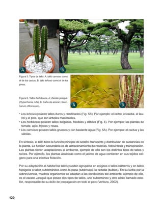 120
Figura 5. Tipos de tallo: A. tallo carnoso como
el de los cactus, B. tallo leñoso como el de los
pinos.
Figura 6. Tallos herbáceos. A: Zacate jaraguá
(Hyparrhenia rufa). B: Caña de azúcar (Sacc-
harum officinarum).
• Los leñosos poseen tallos duros y ramificados (Fig. 5B). Por ejemplo: el cedro, el caoba, el lau-
rel y el pino, que son árboles maderables.
• Los herbáceos poseen tallos delgados, flexibles y débiles (Fig. 6). Por ejemplo: las plantas de
tomate, apio, frijoles y rosas.
• Los carnosos poseen tallos gruesos y con bastante agua (Fig. 5A). Por ejemplo: el cactus y las
sábilas.
En síntesis, el tallo tiene la función principal de sostén, transporte y distribución de sustancias en
la planta. La función secundaria es de almacenamiento de reservas, fotosíntesis y transpiración.
Las plantas tienen adaptaciones al ambiente, ejemplo de ello son los distintos tipos de tallos y
raíces. Por ejemplo, las plantas acuáticas como el jacinto de agua contienen en sus tejidos oxí-
geno para una efectiva flotación.
Por su adaptación al hábitat los tallos pueden agruparse en epigeos o tallos rastreros y en tallos
hipogeos o tallos subterráneos como la papa (tubérculo), la cebolla (bulbos). En su lucha por la
sobrevivencia, muchos organismos se adaptan a las condiciones del ambiente, ejemplo de ello,
es el zacate Jaraguá que posee dos tipos de tallos, uno subterráneo y otro aéreo llamado esto-
lón, responsable de su éxito de propagación en todo el país (Ventura, 2002).
 