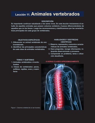 126
Lección 11. Animales vertebrados
DESCRIPCIÓN
Es importante continuar estudiando a los seres vivos. En esta lección iniciaremos el es-
tudio de aquellos animales que poseen columna vertebral y huesos diferenciándolos de
aquellos que no los tienen. Luego los reconoceremos y clasificaremos por las caracterís-
ticas principales de cada grupo de vertebrados.
OBJETIVOS ESPECÍFICOS
1. Diferenciar un animal vertebrado de uno
invertebrado.
2. Identificar las principales características
de cada clase de animales vertebrados.
HABILIDADES Y DESTREZAS
CIENTÍFICAS
1. Observa, representa y comunica caracte-
rísticas de animales vertebrados.
2. Hace preguntas, recoge información, in-
terpreta observaciones y procesos.
3. Comprende un problema, tarea o situa-
ción desafiante.
8 HORAS CLASES APROXIMADAMENTE
TEMAS Y SUBTEMAS
1. Animales vertebrados e inverte-
brados
2. Clases de vertebrados: peces,
anfibios, reptiles, aves y mamí-
feros
Figura 1. Columna vertebral de un ser humano.
 