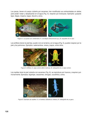 128
Los peces, tienen el cuerpo cubierto por escamas, han modificado sus extremidades en aletas
para poder nadar y desplazarse en el agua (Fig. 4), respiran por branquias. Ejemplos: guapote
tigre, tilapia, mojarra, bagre, tiburón y otros.
Figura 4. Los peces son vertebrados: A. una tilapia (Oreochromis sp.), B. esqueleto de un pez.
Los anfibios tienen la piel lisa, puede vivir en la tierra y en el agua (Fig. 5), pueden respirar por la
piel y los pulmones. Ejemplos: salamandras, ranas y sapos, entre otros.
Figura 5. Anfibios: A. sapo común (Bufo marinus), B. radiografía de un sapo común.
Los reptiles tiene la piel cubierta con escamas (Fig. 6), se reproduce por huevos y respiran pul-
monarmente. Ejemplos: lagartijas, serpientes, tortugas, cocodrilos y otros.
Figura 6. Ejemplos de reptiles: A. un basilisco (Basiliscus vittatus), B. radiografía de un geco.
 
