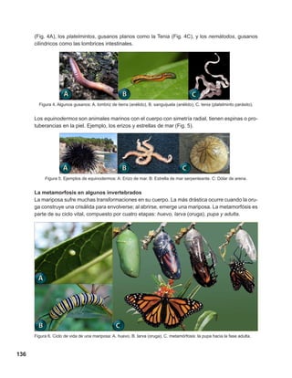 136
(Fig. 4A), los platelmintos, gusanos planos como la Tenia (Fig. 4C), y los nemátodos, gusanos
cilíndricos como las lombrices intestinales.
Figura 4. Algunos gusanos: A. lombriz de tierra (anélido), B. sanguijuela (anélido), C. tenia (platelminto parásito).
Los equinodermos son animales marinos con el cuerpo con simetría radial, tienen espinas o pro-
tuberancias en la piel. Ejemplo, los erizos y estrellas de mar (Fig. 5).
Figura 5. Ejemplos de equinodermos: A: Erizo de mar. B: Estrella de mar serpenteante. C: Dólar de arena.
La metamorfosis en algunos invertebrados
La mariposa sufre muchas transformaciones en su cuerpo. La más drástica ocurre cuando la oru-
ga construye una crisálida para envolverse; al abrirse, emerge una mariposa. La metamorfósis es
parte de su ciclo vital, compuesto por cuatro etapas: huevo, larva (oruga), pupa y adulta.
Figura 6. Ciclo de vida de una mariposa: A. huevo, B. larva (oruga), C. metamórfosis: la pupa hacia la fase adulta.
 