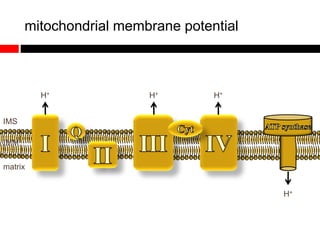 mitochondrial membrane potential
matrix
IMS
IMM
H+ H+ H+
H+
 