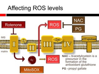 Affecting ROS levels
Rotenone ROS
ROS
NAC
PG
MitoSOX
matrix
IMS
IMM
O2
-
NAC – N-acetylcystein is a
precursor in the
formation of the
antioxidant glutathione
PG - propyl gallate
 