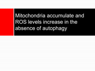 Mitochondria accumulate and
ROS levels increase in the
absence of autophagy
 