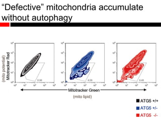 “Defective” mitochondria accumulate
without autophagy
(mito lipid)
(mitopotential)
 