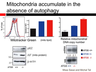 Mitochondria accumulate in the
absence of autophagy
Relative mitochondrial
DNA copy number
Mitotracker Green
18SmtDNA
1.0 2.1
ATG5 +/+ -/-
(mito lipid)
(mito protein)
Miwa Sasai and Michal Tal
 