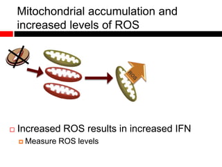 Mitochondrial accumulation and
increased levels of ROS
 Increased ROS results in increased IFN
 Measure ROS levels
 