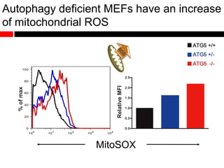 Autophagy deficient MEFs have an increase
of mitochondrial ROS
100
101
102
103
104
0
20
40
60
80
100
%ofmax
RelativeMFI
MitoSOX
 