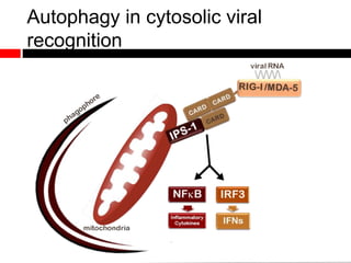 Autophagy in cytosolic viral
recognition
 