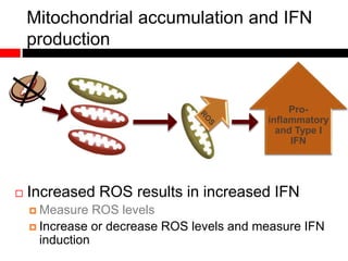 Mitochondrial accumulation and IFN
production
 Increased ROS results in increased IFN
 Measure ROS levels
 Increase or decrease ROS levels and measure IFN
induction
Pro-
inflammatory
and Type I
IFN
 