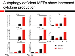 Autophagy deficient MEFs show increased
cytokine production
VSV - - + +
VSV - - + + tPoly I:C - - + +
 
