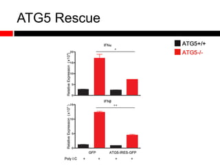 ATG5 Rescue
 
