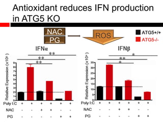 NAC
PG
ROS
Antioxidant reduces IFN production
in ATG5 KO
 