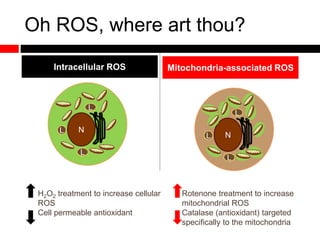 Oh ROS, where art thou?
Intracellular ROS Mitochondria-associated ROS
NL
L
L
NL
L
L
H2O2 treatment to increase cellular
ROS
Cell permeable antioxidant
Rotenone treatment to increase
mitochondrial ROS
Catalase (antioxidant) targeted
specifically to the mitochondria
 