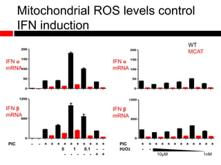 Mitochondrial ROS levels control
IFN induction
0
50
100
150
200
IFNrelativequantity
0
50
100
150
200
IFNrelativequantity
0
600
1200
IFNrelativequantity
0
600
1200
IFNrelativequantity
PIC - - + + + + + + + + + +
Rot µM - - - - 10 1 0.1 - -
NAC - - - - - - - - - - + +
PIC + + + + + + + + + + + +
H2O2 - -
10µM 1nM
IFN α
mRNA
IFN β
mRNA
IFN α
mRNA
IFN β
mRNA
WT
MCAT
 