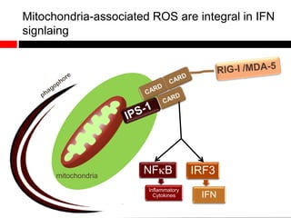 Mitochondria-associated ROS are integral in IFN
signlaing
NFB
Inflammatory
Cytokines
IRF3
IFN
mitochondria
 