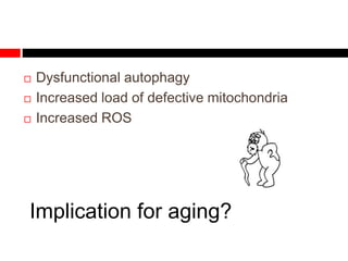 Implication for aging?
 Dysfunctional autophagy
 Increased load of defective mitochondria
 Increased ROS
 