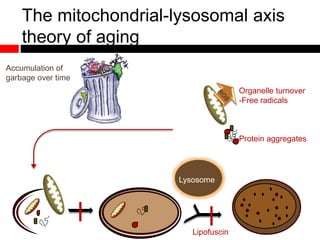 The mitochondrial-lysosomal axis
theory of aging
Lipofuscin
Organelle turnover
-Free radicals
Protein aggregates
Accumulation of
garbage over time
Lysosome
 