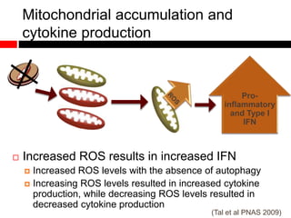 Mitochondrial accumulation and
cytokine production
 Increased ROS results in increased IFN
 Increased ROS levels with the absence of autophagy
 Increasing ROS levels resulted in increased cytokine
production, while decreasing ROS levels resulted in
decreased cytokine production
Pro-
inflammatory
and Type I
IFN
(Tal et al PNAS 2009)
 