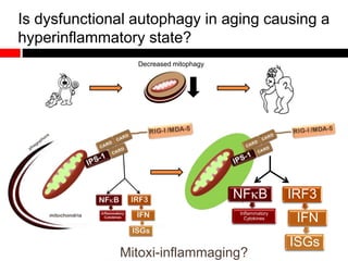 Is dysfunctional autophagy in aging causing a
hyperinflammatory state?
NFB
Inflammatory
Cytokines
IRF3
IFN
ISGs
Decreased mitophagy
Mitoxi-inflammaging?
 