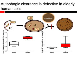 young elderly
0
2
4
6
P62MFInormalizedtocontrol
young elderly
0.0
0.5
1.0
1.5
2.0
LC3IIlevelsnormalizdtob-actin
Autophagic clearance is defective in elderly
human cells
Lysosome
P62
P62
LC3
 