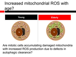 Increased mitochondrial ROS with
age?
Young Elderly
NL
L
L
Are mitotic cells accumulating damaged mitochondria
with increased ROS production due to defects in
autophagic clearance?
NL
L
L
 